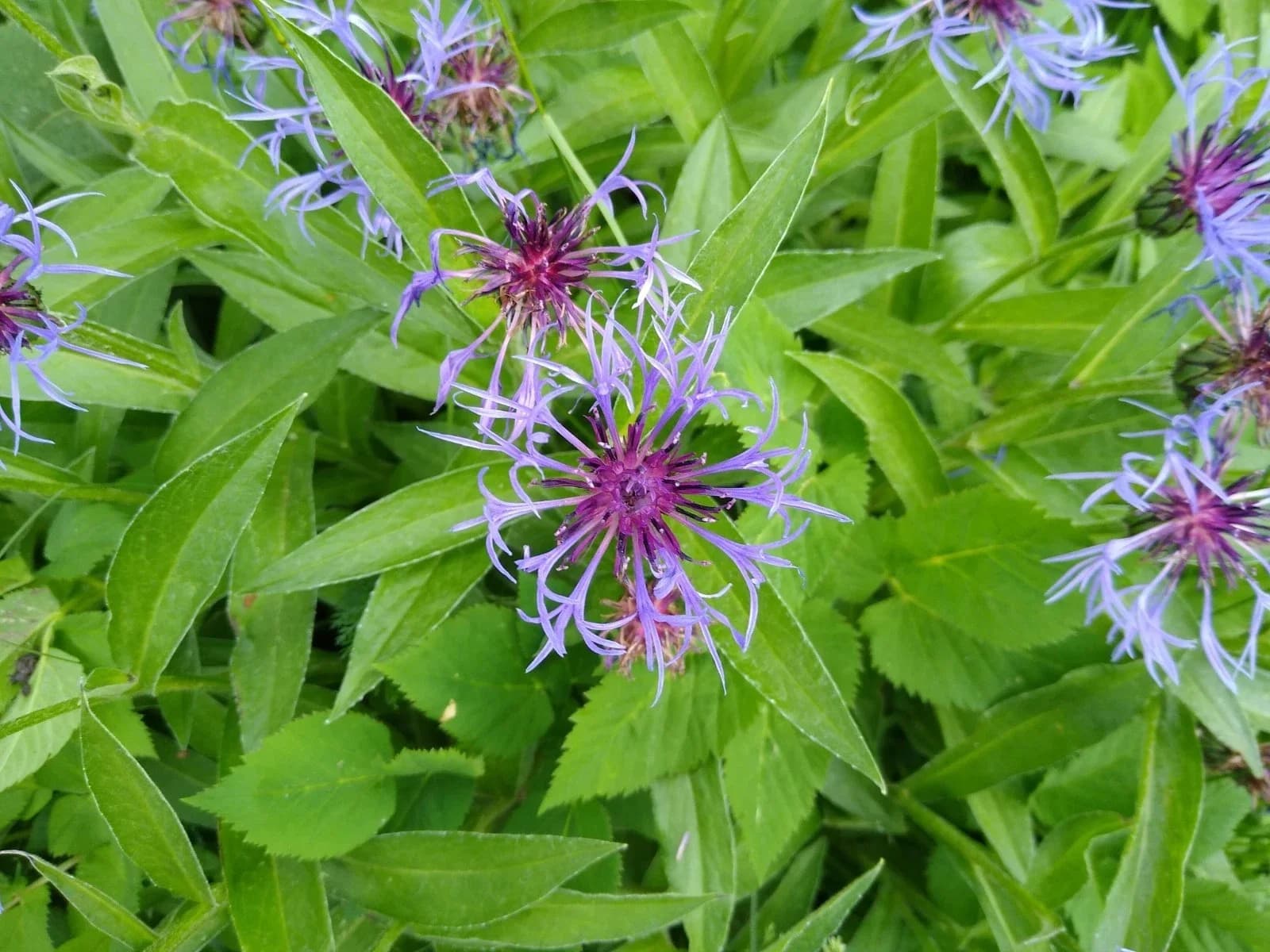 Berg-Flockenblume Samen aus unserem Naturgarten auf Last Farm