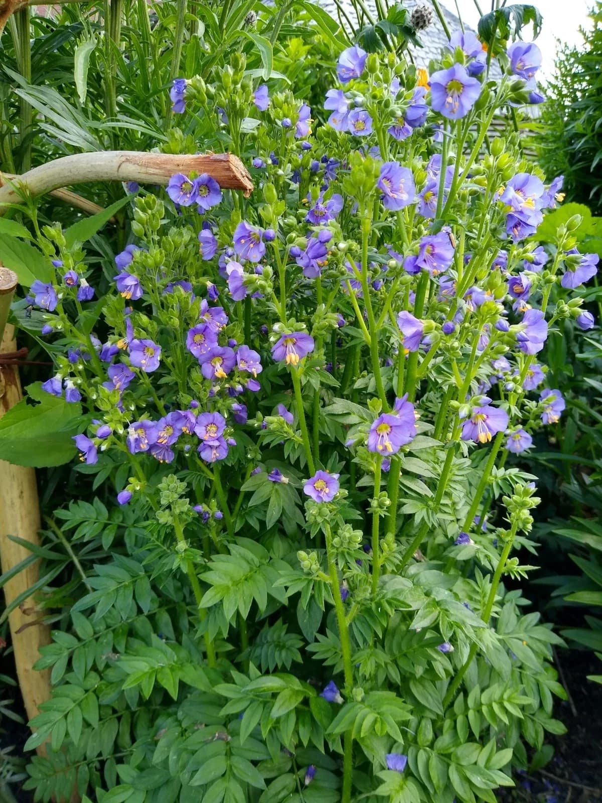 Blauer Jakobsleiter Samen aus unserem Naturgarten auf Last Farm