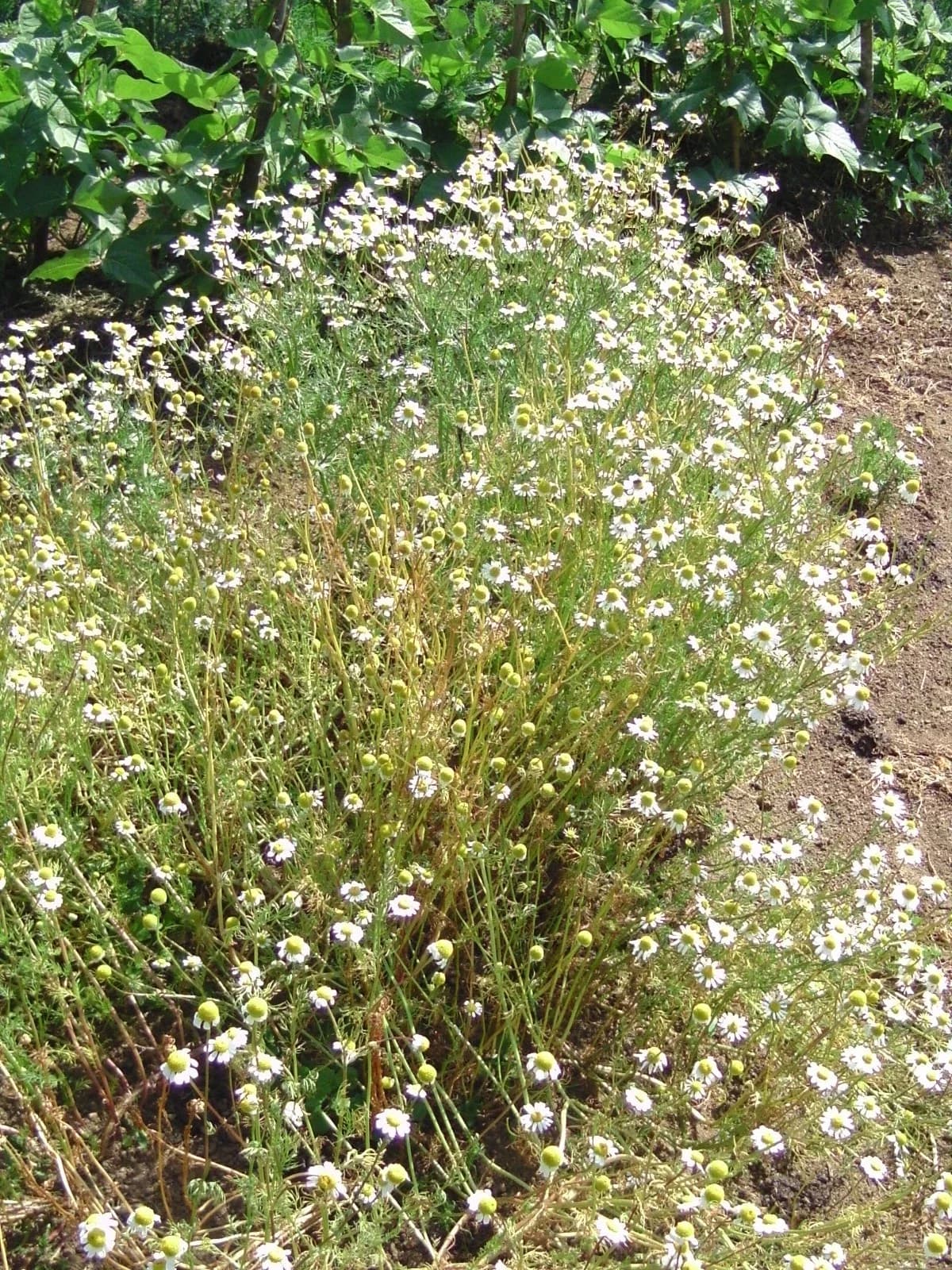 Echte Kamille Samen aus unserem Naturgarten auf Last Farm