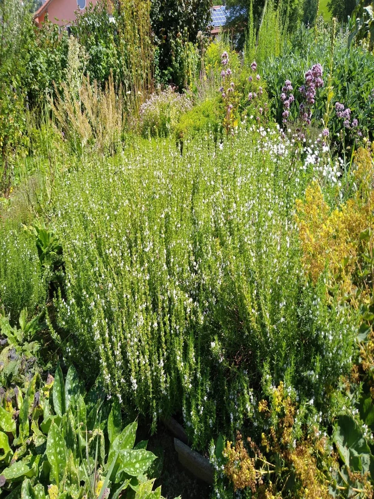 Bergbohnenkraut Samen aus unserem Naturgarten auf Last Farm