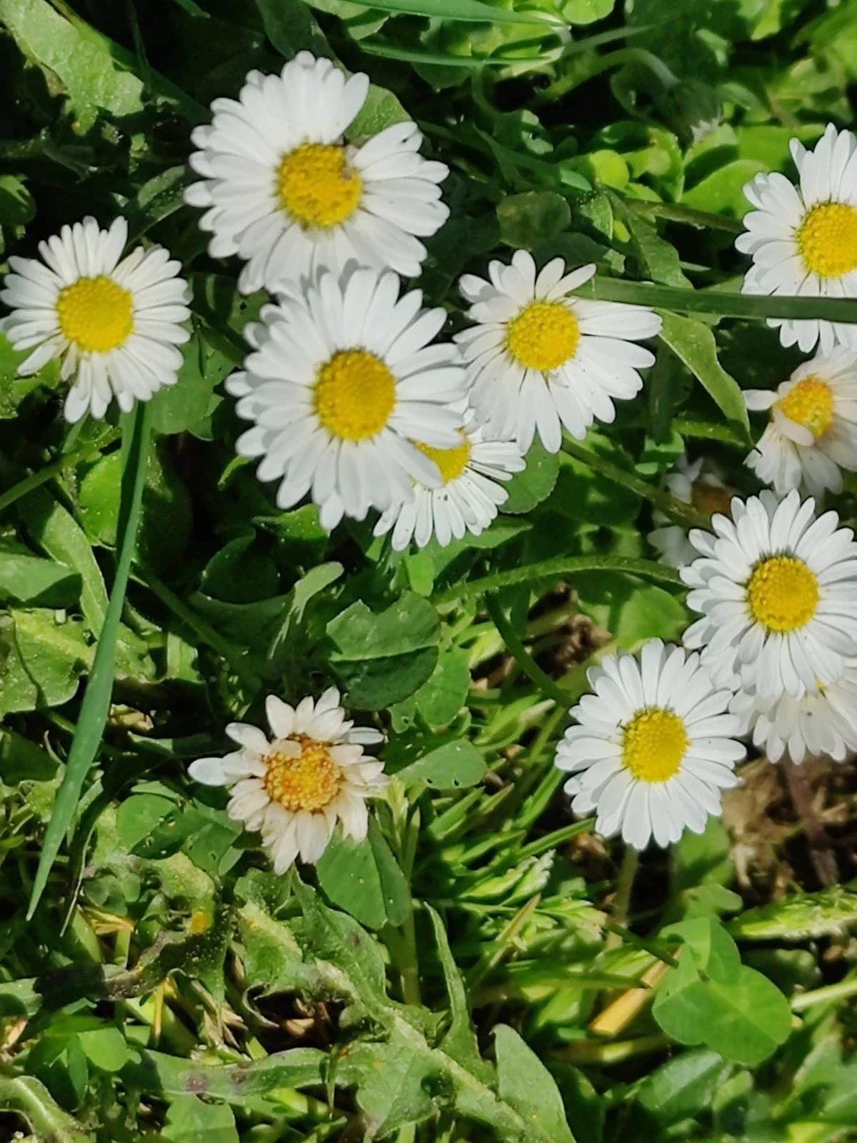 Gänseblümchen Samen aus unserem Naturgarten auf Last Farm