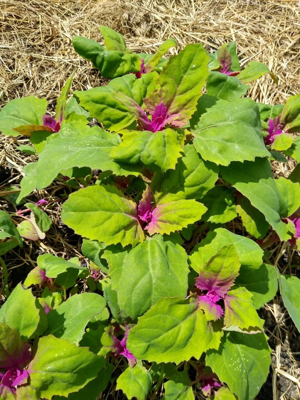 Baumspinat Samen aus unserem Naturgarten auf Last Farm