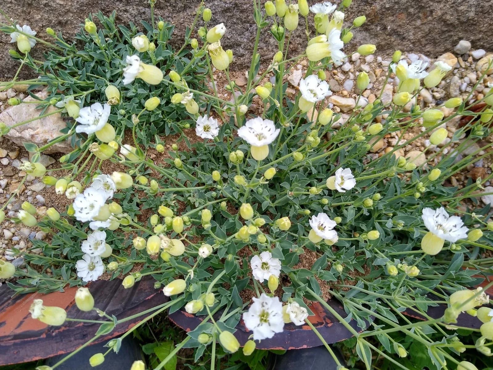 Klippen-Leimkraut Samen aus unserem Naturgarten auf Last Farm