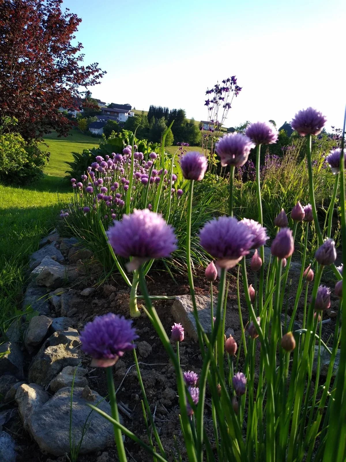 Schnittlauch Samen aus unserem Naturgarten auf Last Farm