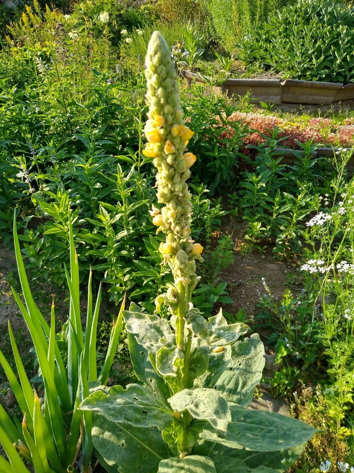 Große Königskerze Samen aus unserem Naturgarten auf Last Farm