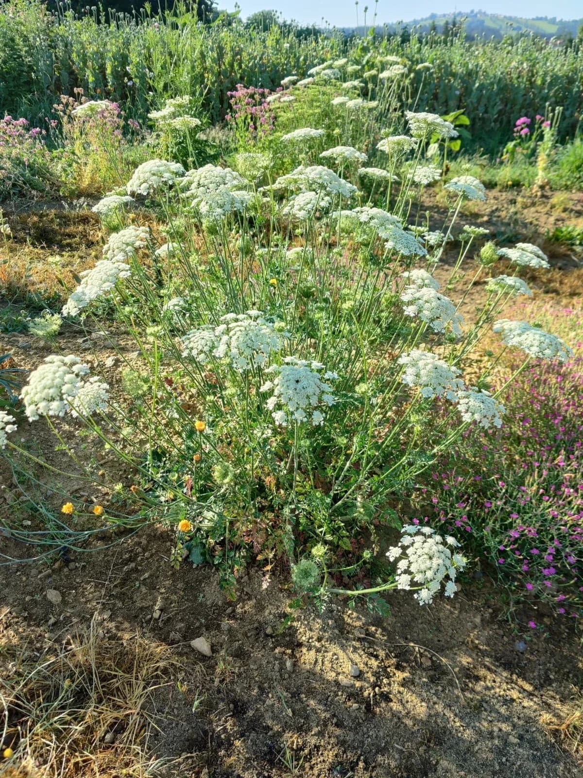 Wilde Möhre Samen aus unserem Naturgarten auf Last Farm