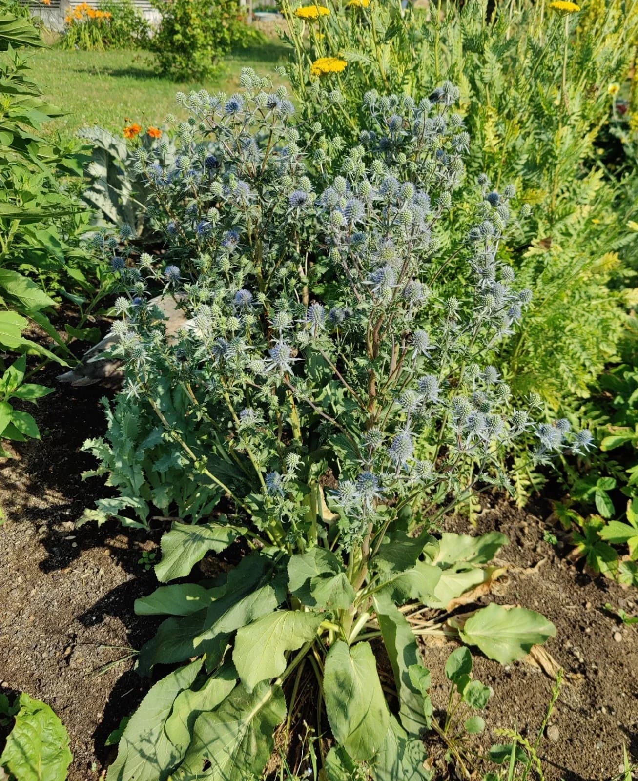 Flachblatt-Mannstreu Samen aus unserem Naturgarten auf Last Farm