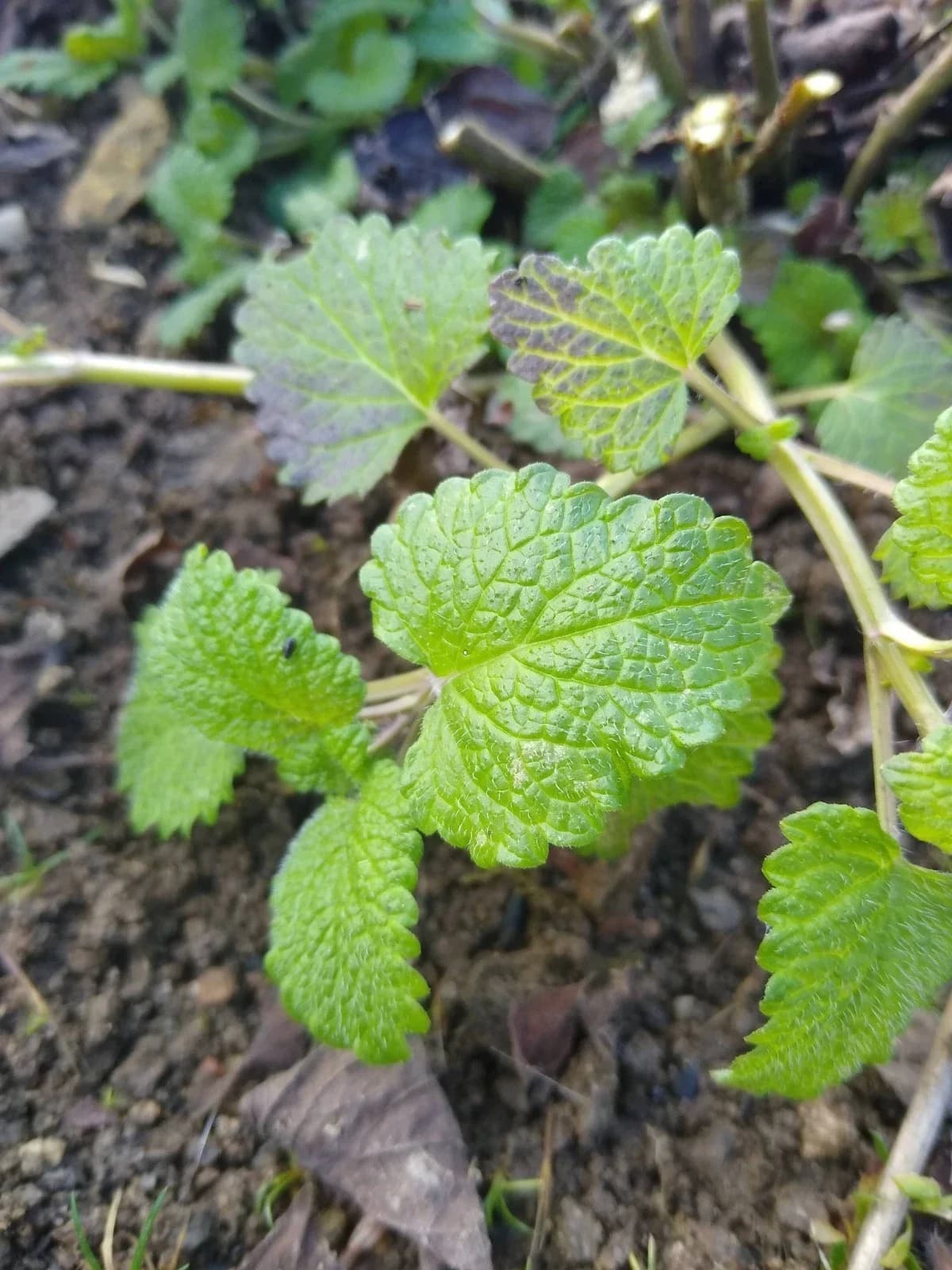 Zitronenmelisse Samen aus unserem Naturgarten auf Last Farm