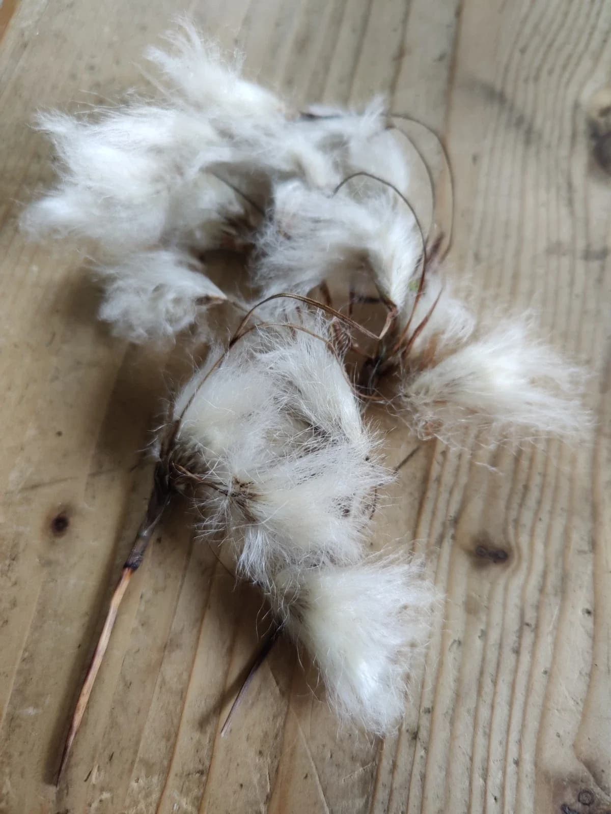 Schmalblättriges Wollgras Samen aus unserem Naturgarten auf Last Farm