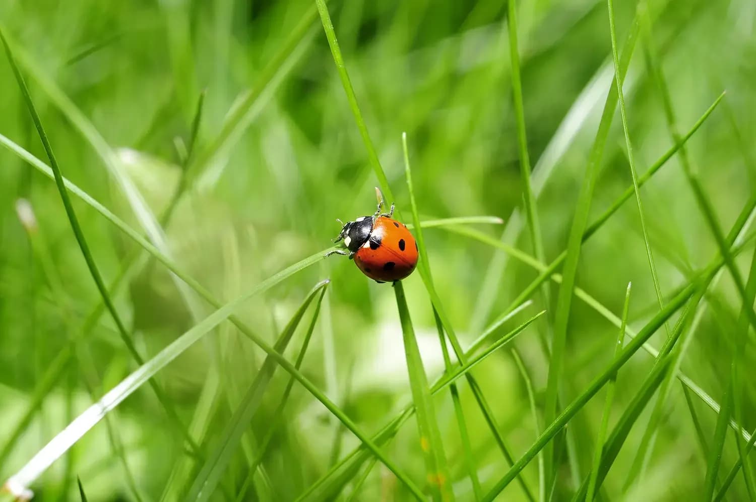 Marienkäfer auf einem Grashalm als nützlicher Blattlausjäger im Garten