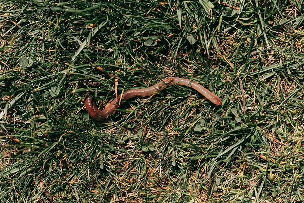 Regenwurm auf feuchtem, bewachsenem Gartenboden als Zeichen für aktives Bodenleben