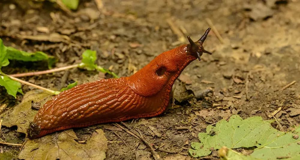 Braune Nacktschnecke auf einem grünen Blatt im Gemüsebeet