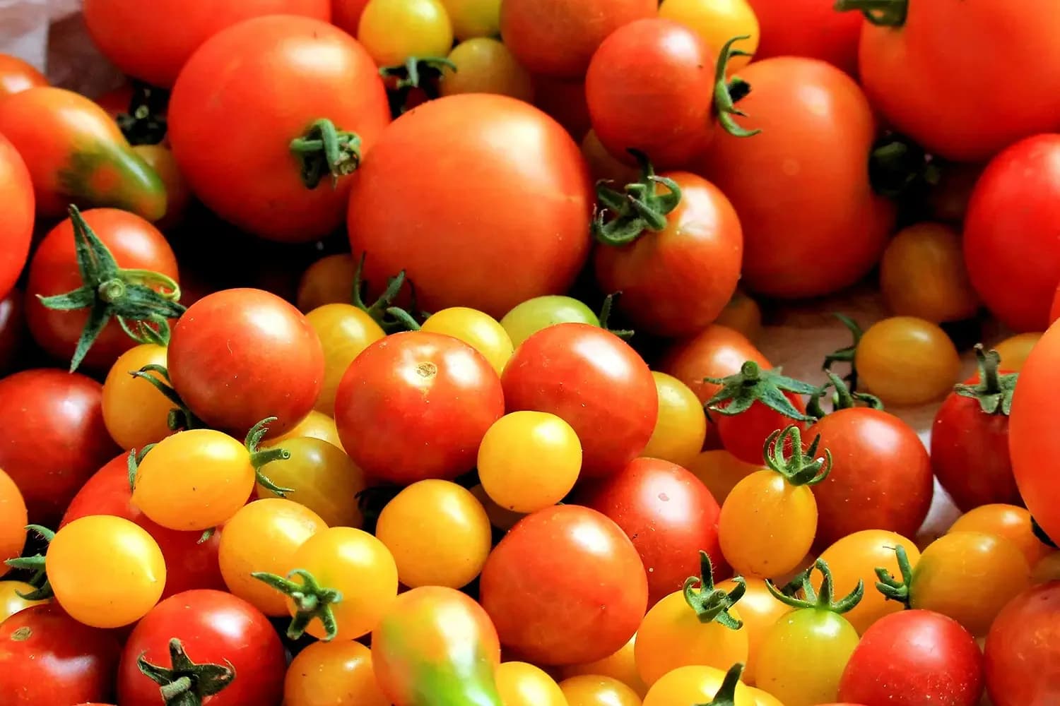 Verschiedene reife rote, gelbe und ungewöhnliche Tomatensorten aus dem Hausgarten