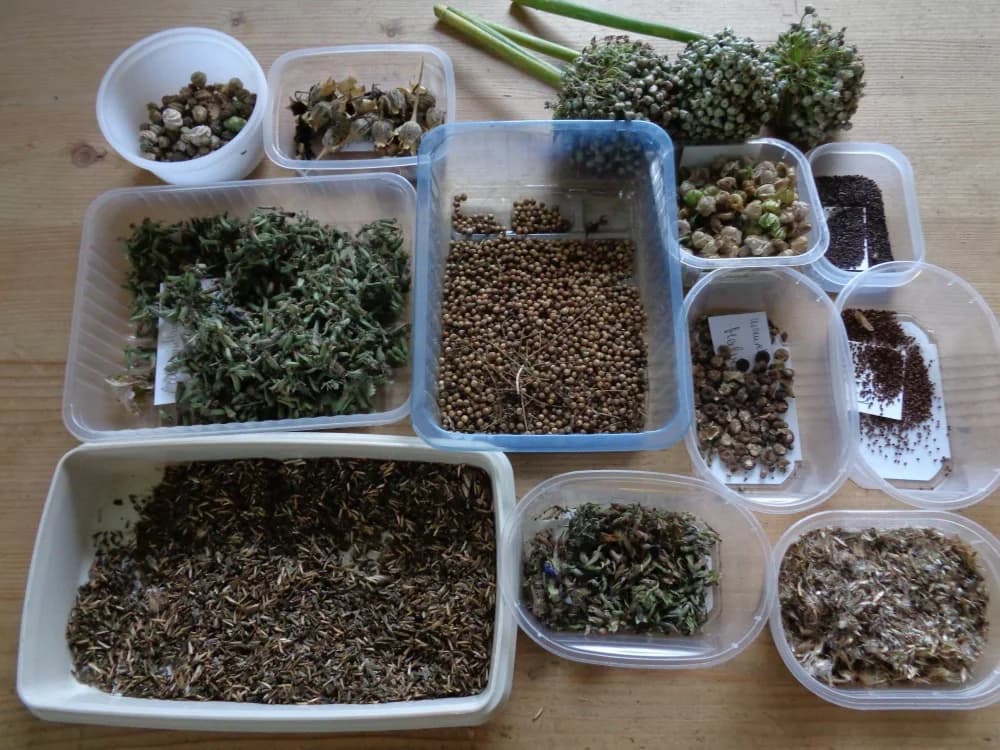 Gesammeltes und getrocknetes Saatgut in kleinen beschrifteten Behältern für die nächste Gartensaison