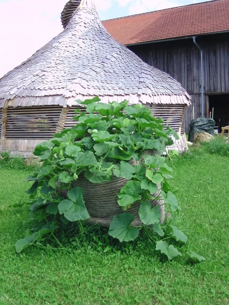 Kräftige Kürbispflanzen überwachsen einen großen runden Heuballen im Gemüsegarten