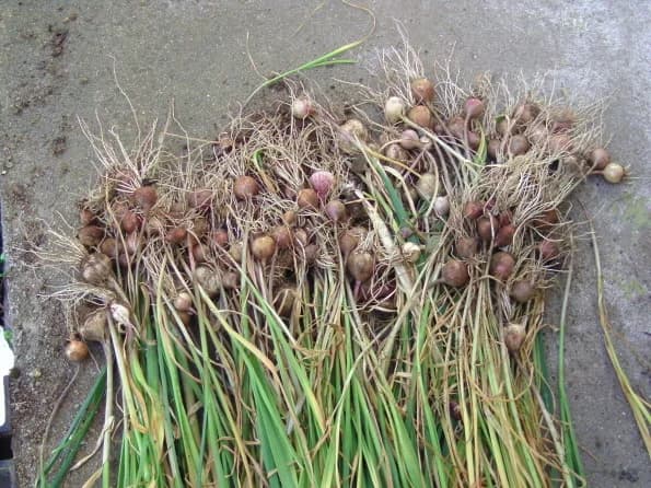 Gebündelte Knoblauchstängel mit Brutzwiebeln zum Trocknen und zur späteren Vermehrung