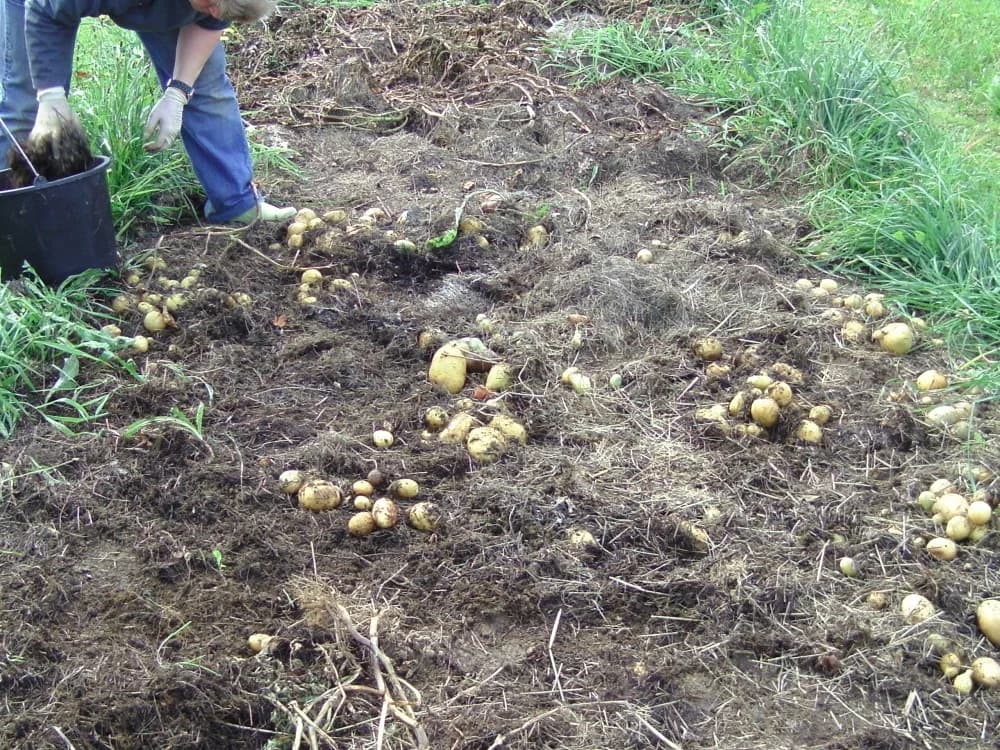Frisch geerntete Heukartoffeln nach dem Zurückziehen der Mulchschicht