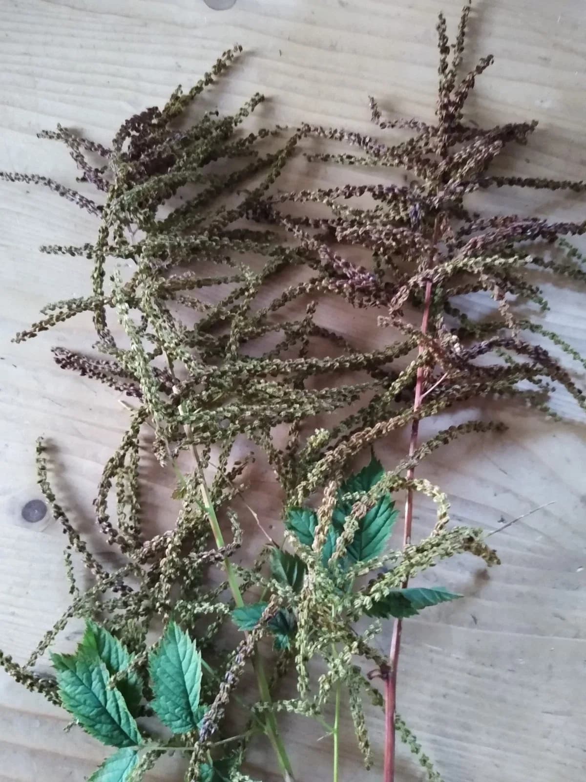 Wald-Geißbart Samen aus unserem Naturgarten auf Last Farm