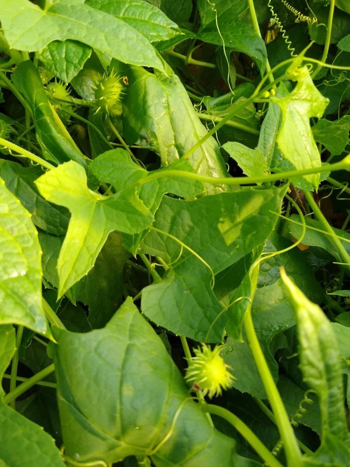 Explodiergurke Samen aus unserem Naturgarten auf Last Farm