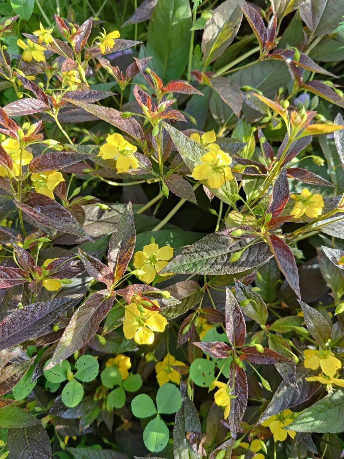 Bronzefelberich „Firecracker“ Samen aus unserem Naturgarten auf Last Farm