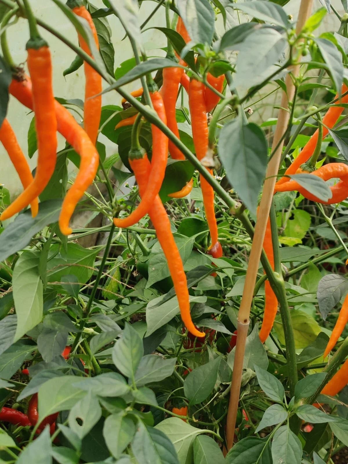 Chili „Hengdong“ Samen aus unserem Naturgarten auf Last Farm