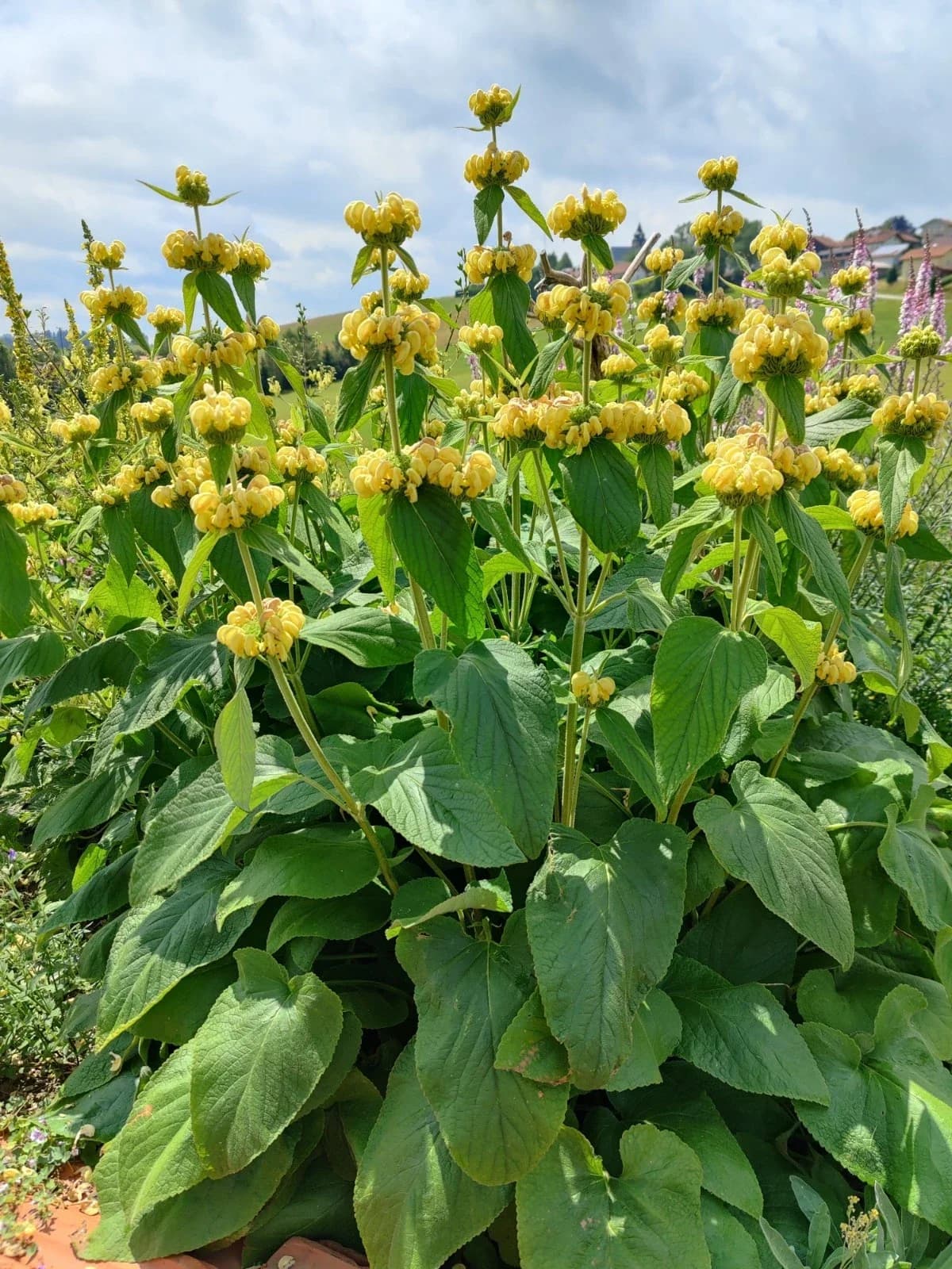 Syrisches Brandkraut / Russels Brandkraut Samen aus unserem Naturgarten auf Last Farm