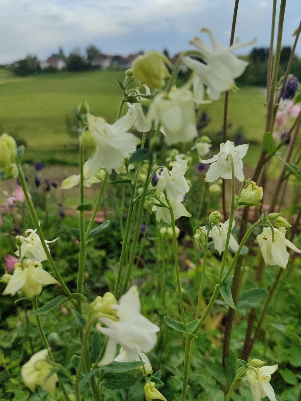Akelei, weiß Samen aus unserem Naturgarten auf Last Farm