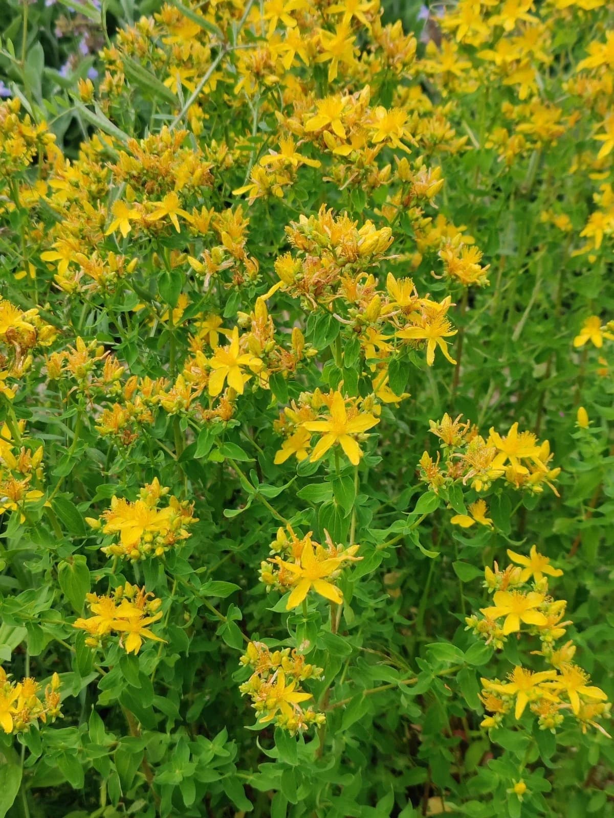 Wildes Johanniskraut Samen aus unserem Naturgarten auf Last Farm