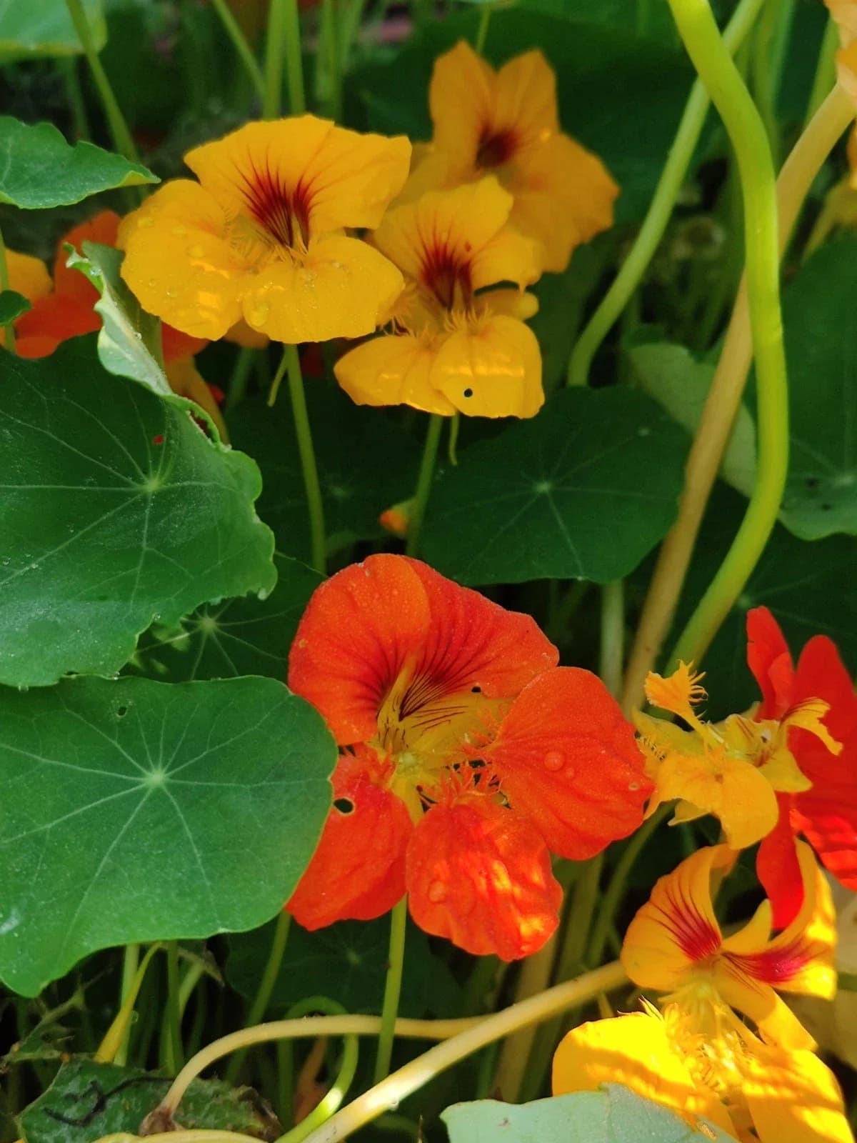 Kapuzinerkresse rankend Samen aus unserem Naturgarten auf Last Farm