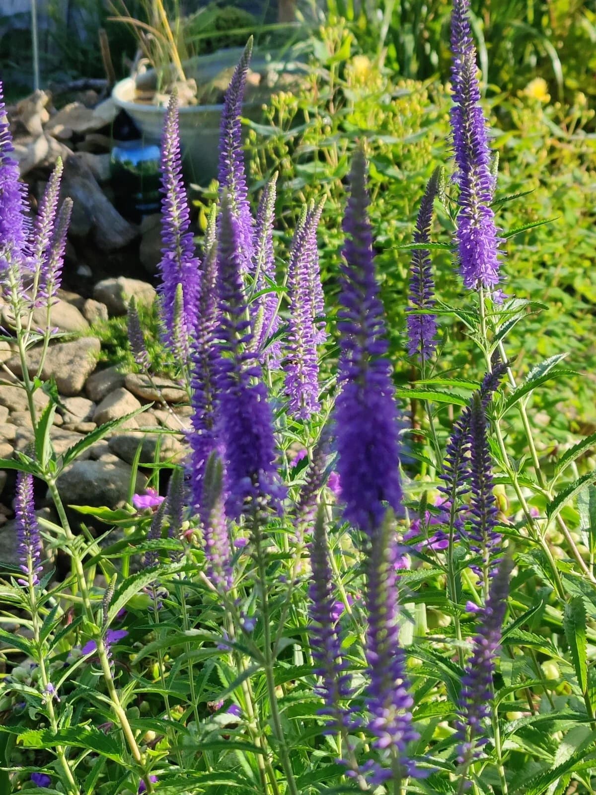 Ähriger Ehrenpreis Samen aus unserem Naturgarten auf Last Farm