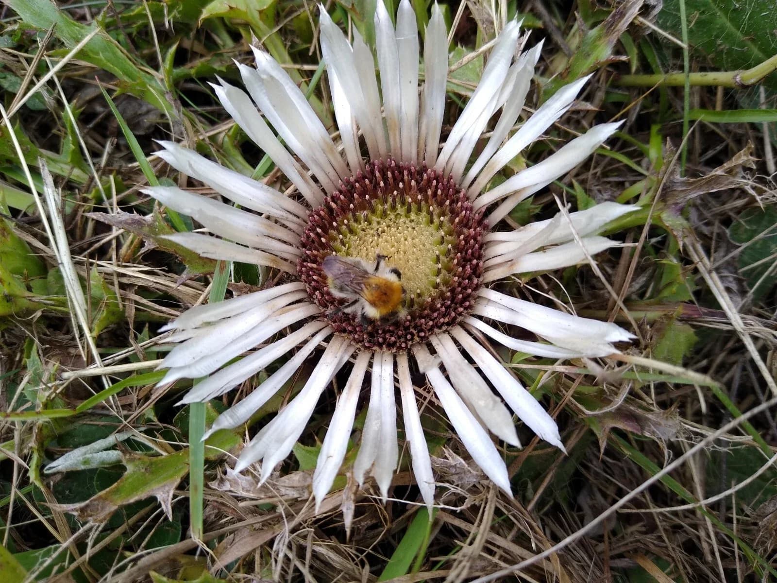 Silberdistel Eberwurz Samen aus unserem Naturgarten auf Last Farm