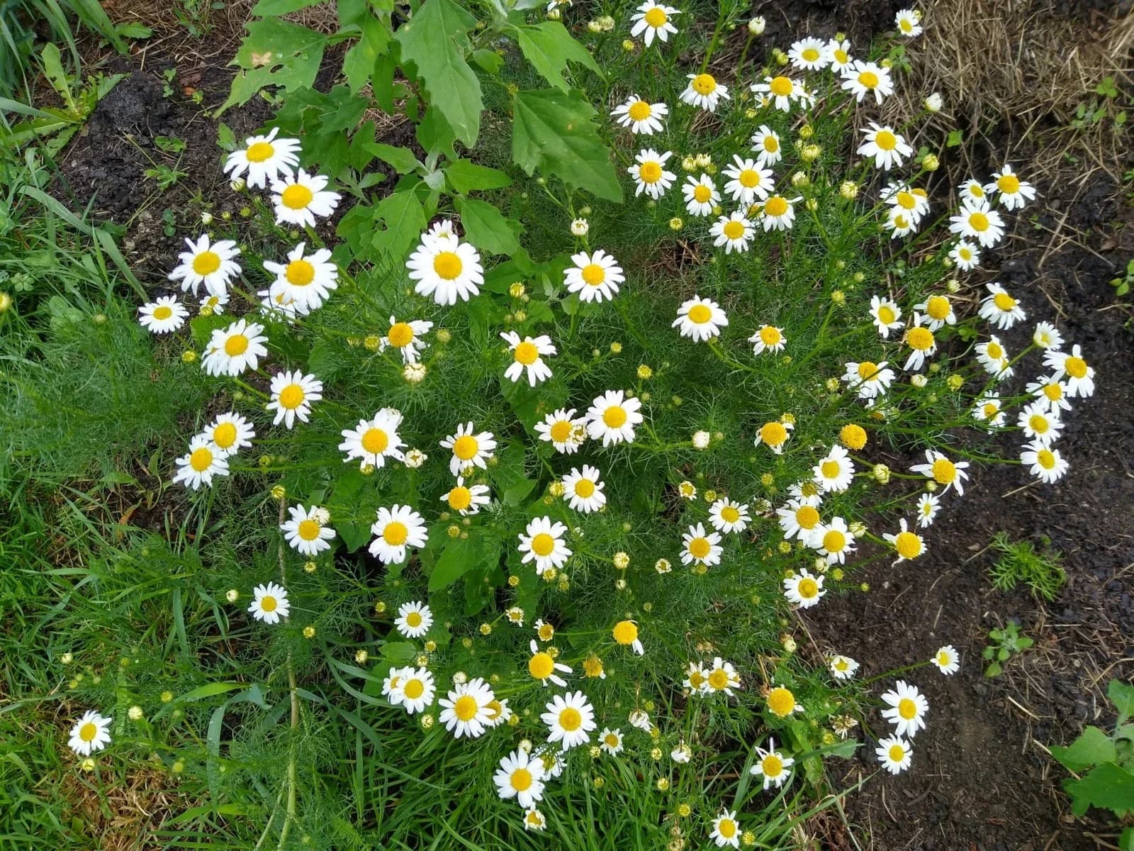 Geruchlose Kamille Samen aus unserem Naturgarten auf Last Farm