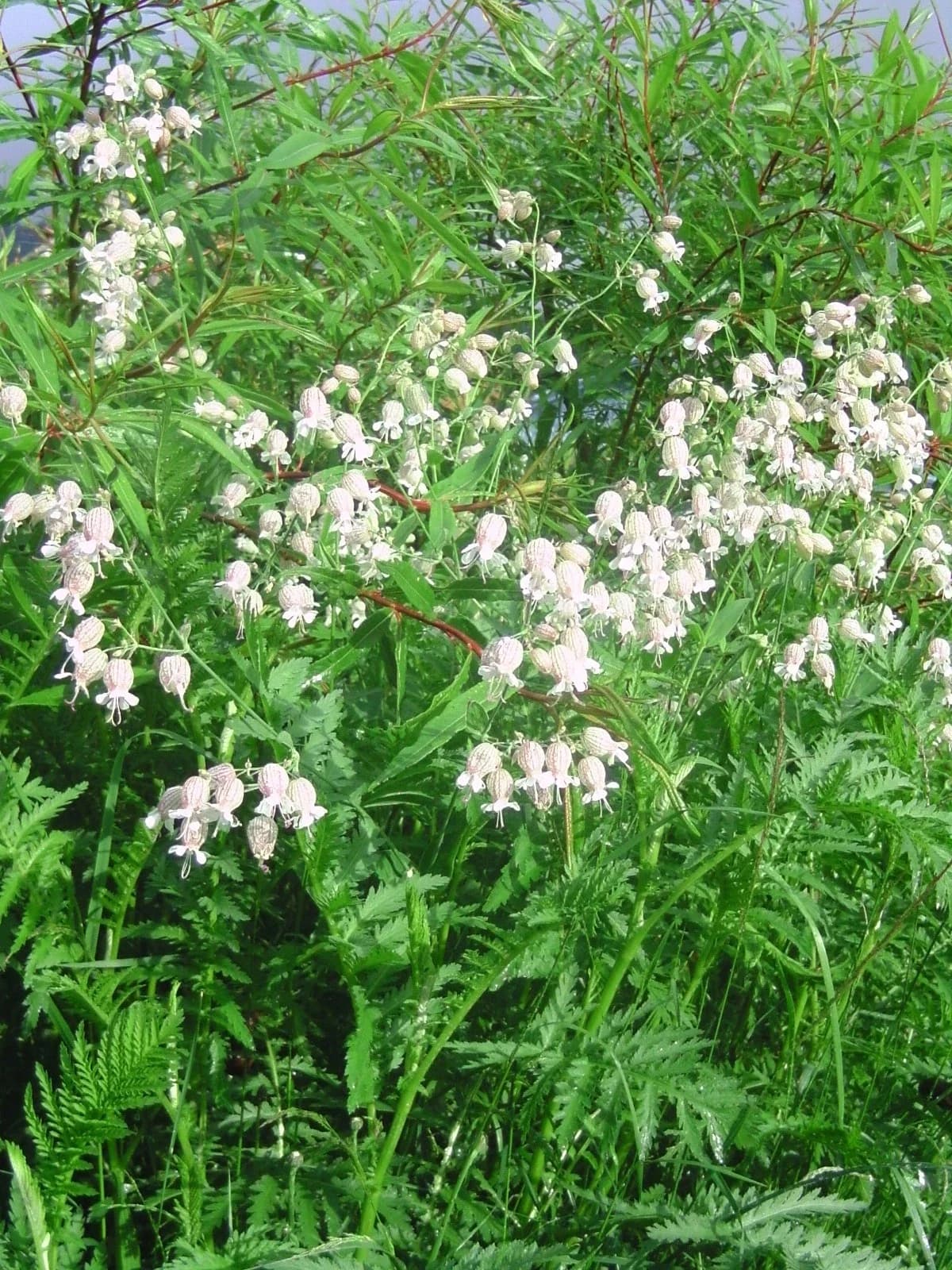 Taubenkropf-Leimkraut Samen aus unserem Naturgarten auf Last Farm