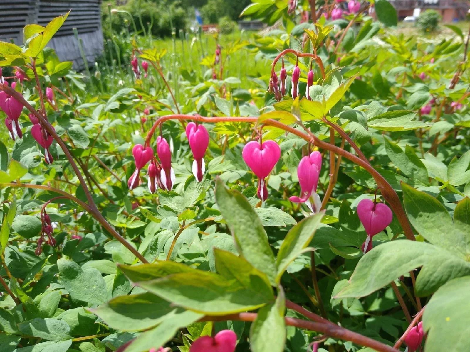 Tränendes Herz Samen aus unserem Naturgarten auf Last Farm
