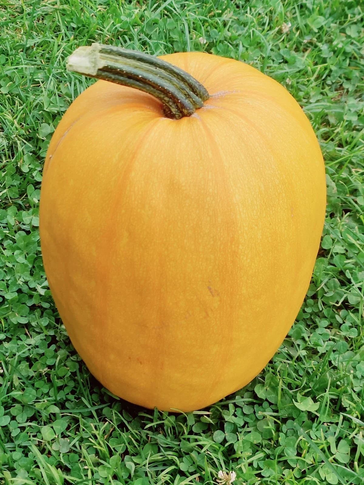 Halloweenkürbis Samen aus unserem Naturgarten auf Last Farm