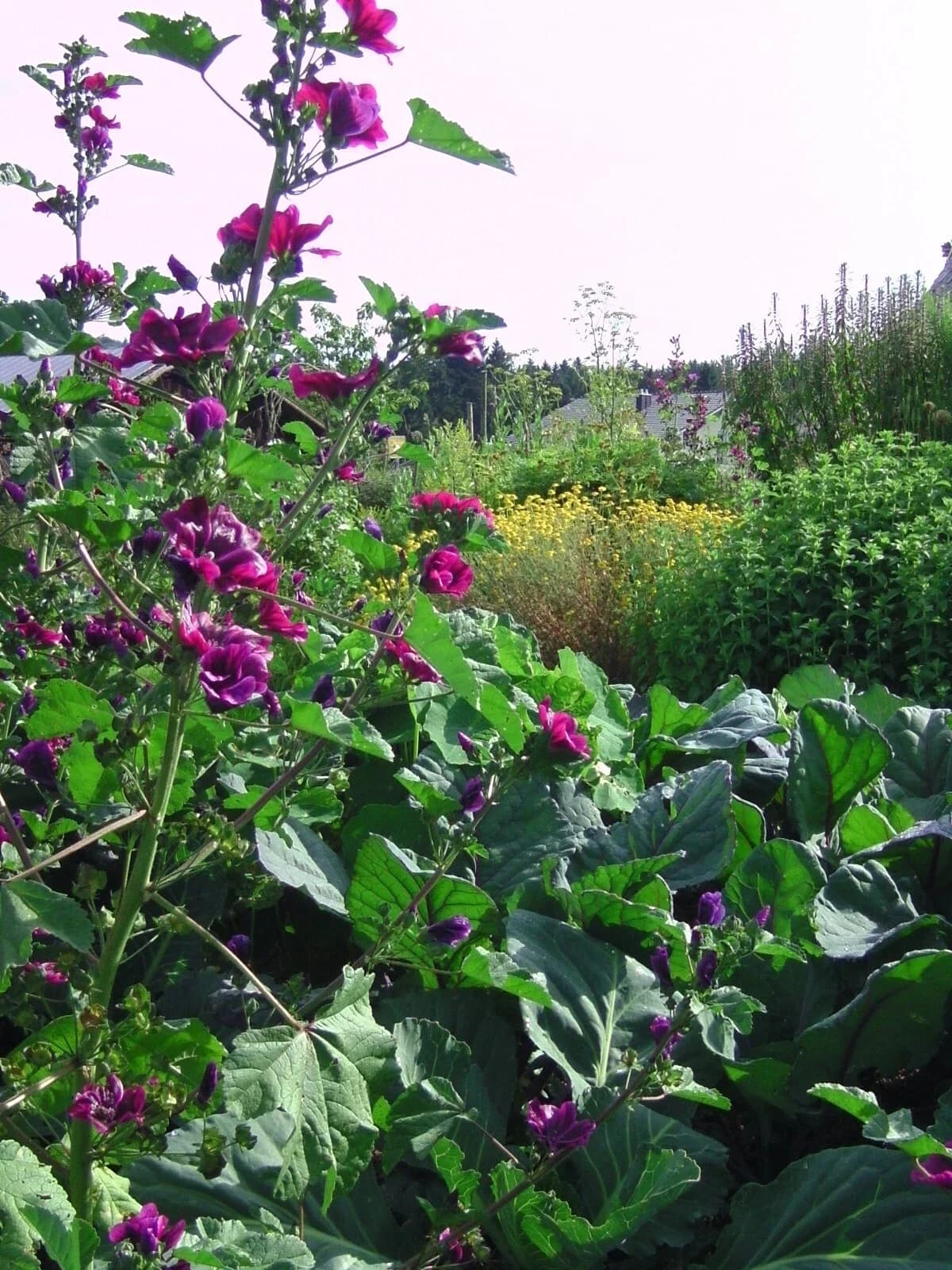 Mauretanische Malve Samen aus unserem Naturgarten auf Last Farm