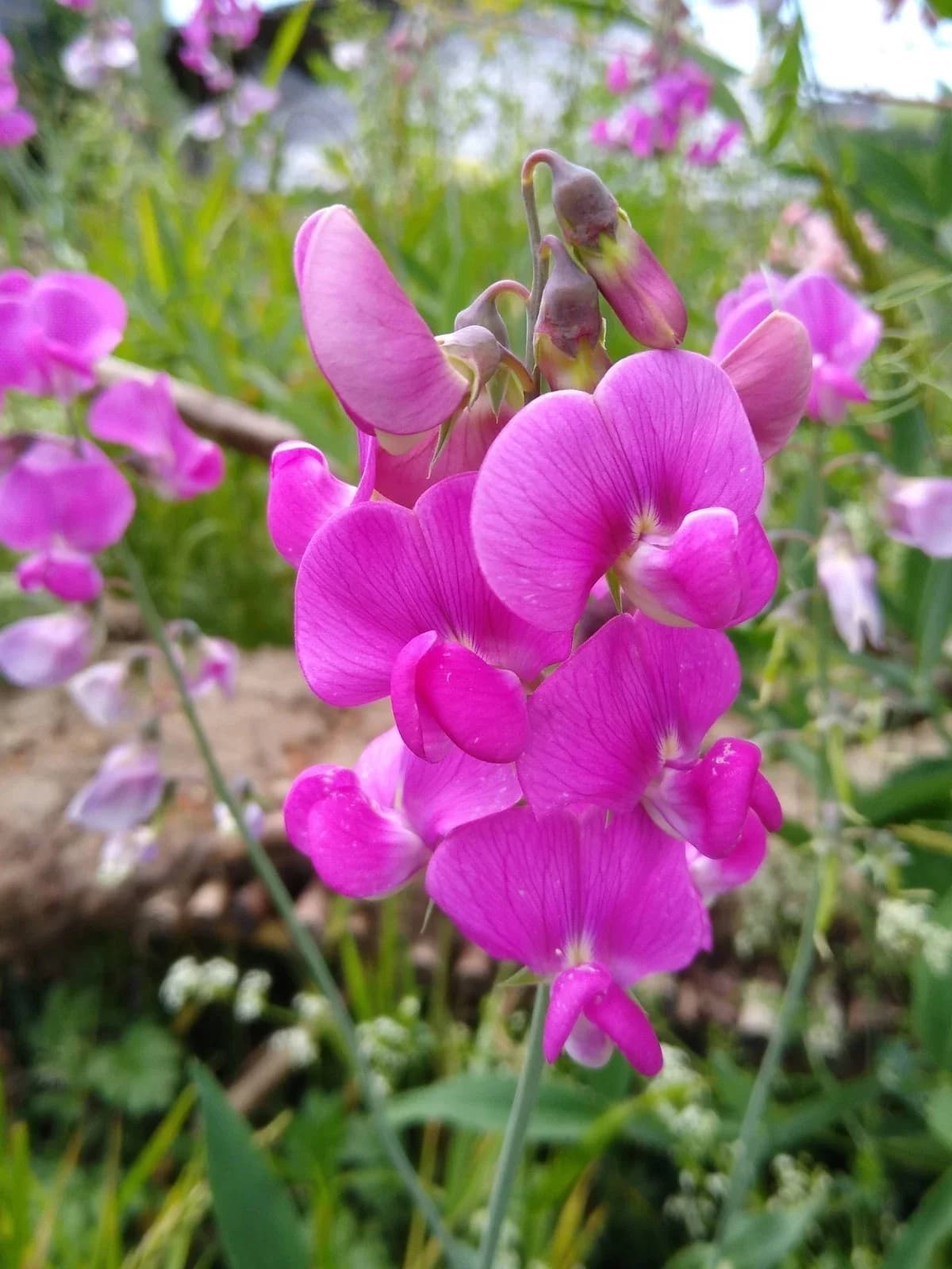 Staudenwicke rosa Samen aus unserem Naturgarten auf Last Farm