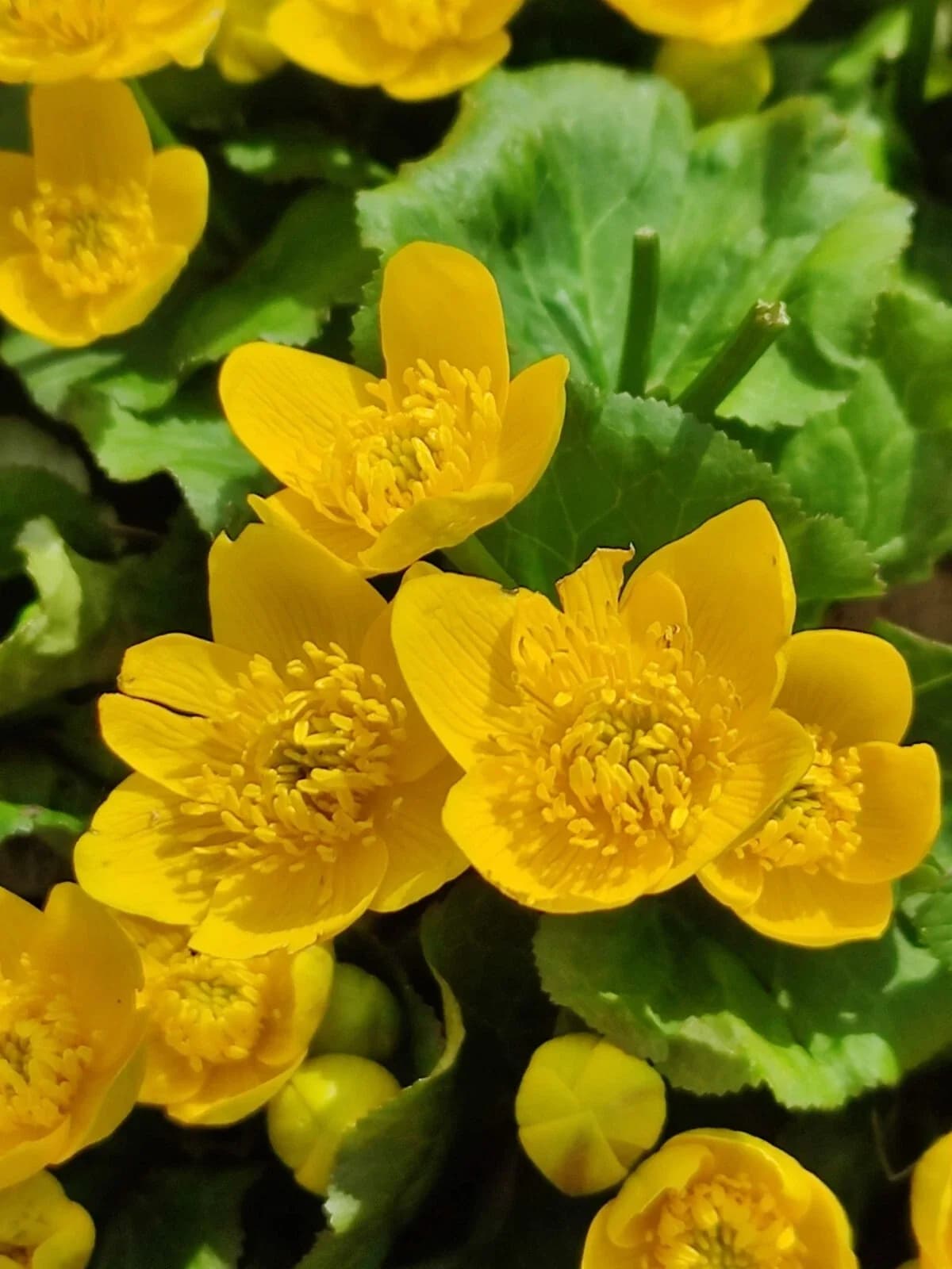 Sumpfdotterblume Samen aus unserem Naturgarten auf Last Farm