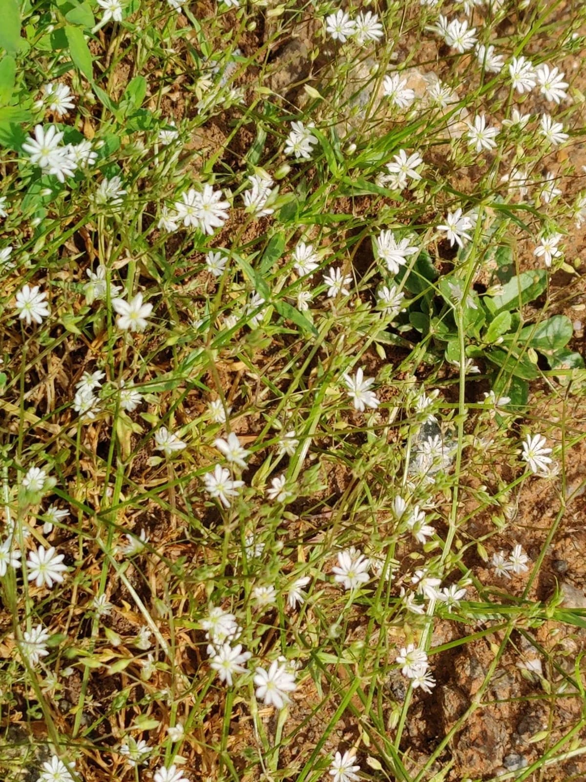 Große Sternmiere Samen aus unserem Naturgarten auf Last Farm