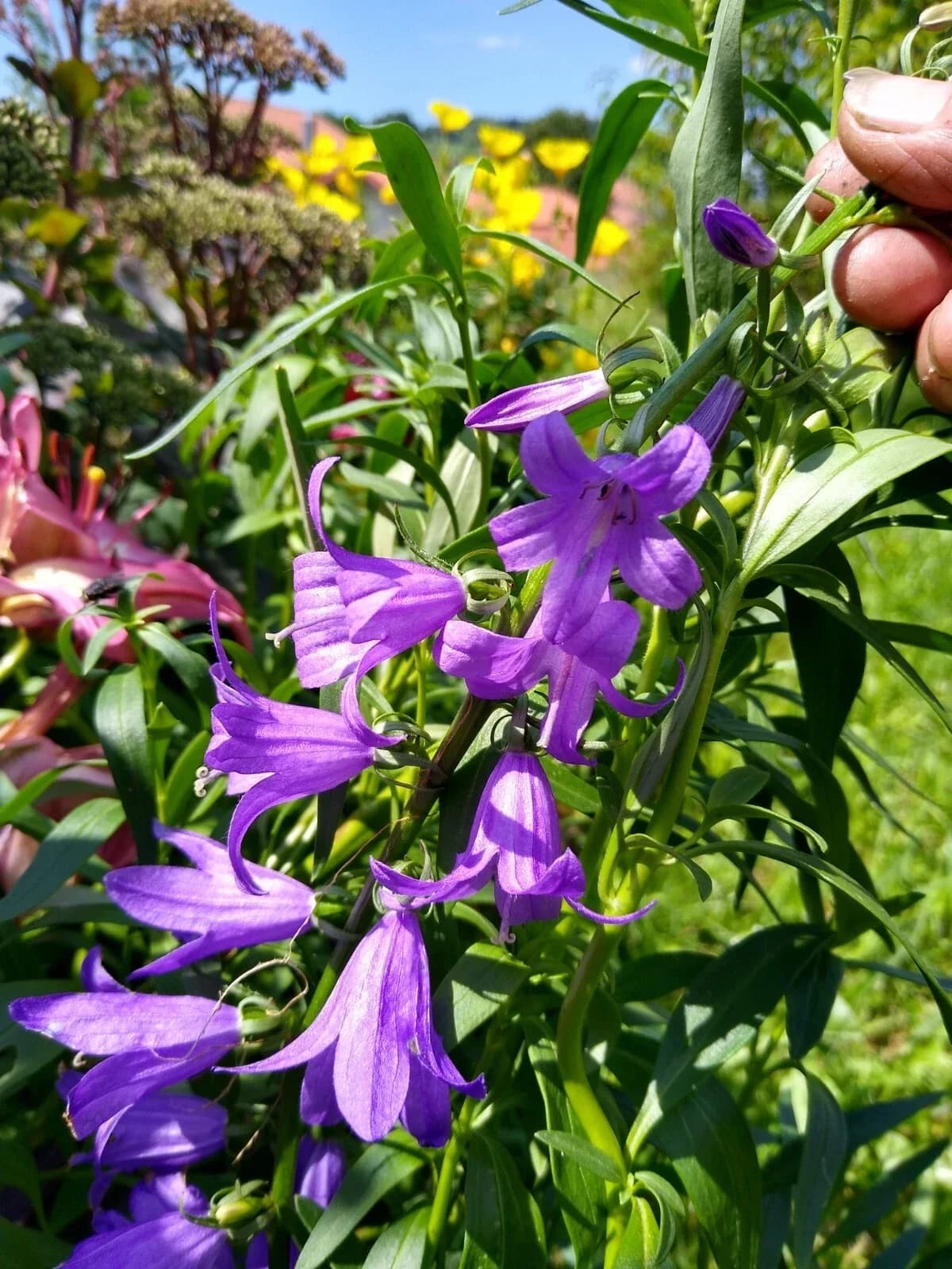 Acker-Glockenblume Samen aus unserem Naturgarten auf Last Farm
