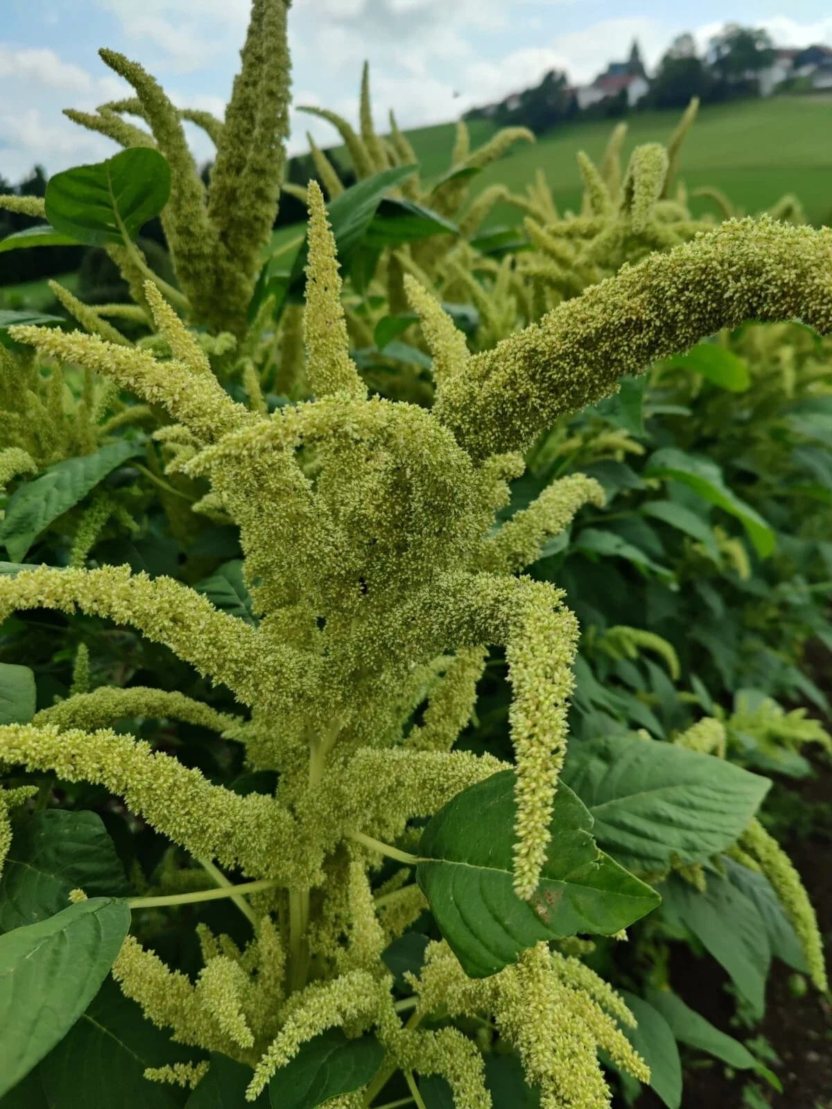 Poppamaranth Samen aus unserem Naturgarten auf Last Farm