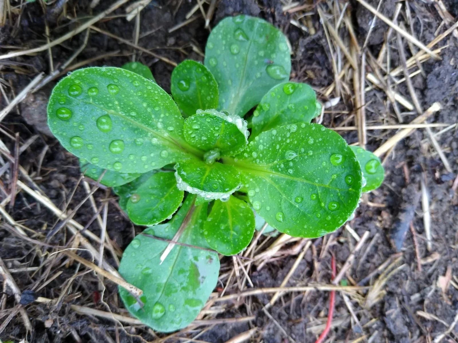 Feldsalat Samen aus unserem Naturgarten auf Last Farm