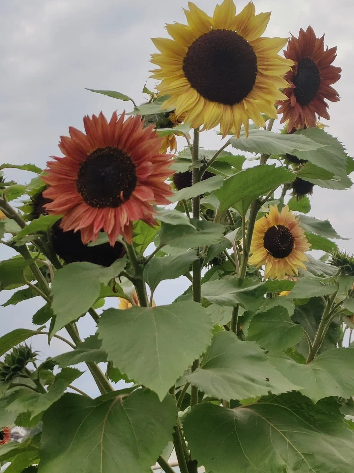 Sonnenblume zweifarbig Samen aus unserem Naturgarten auf Last Farm