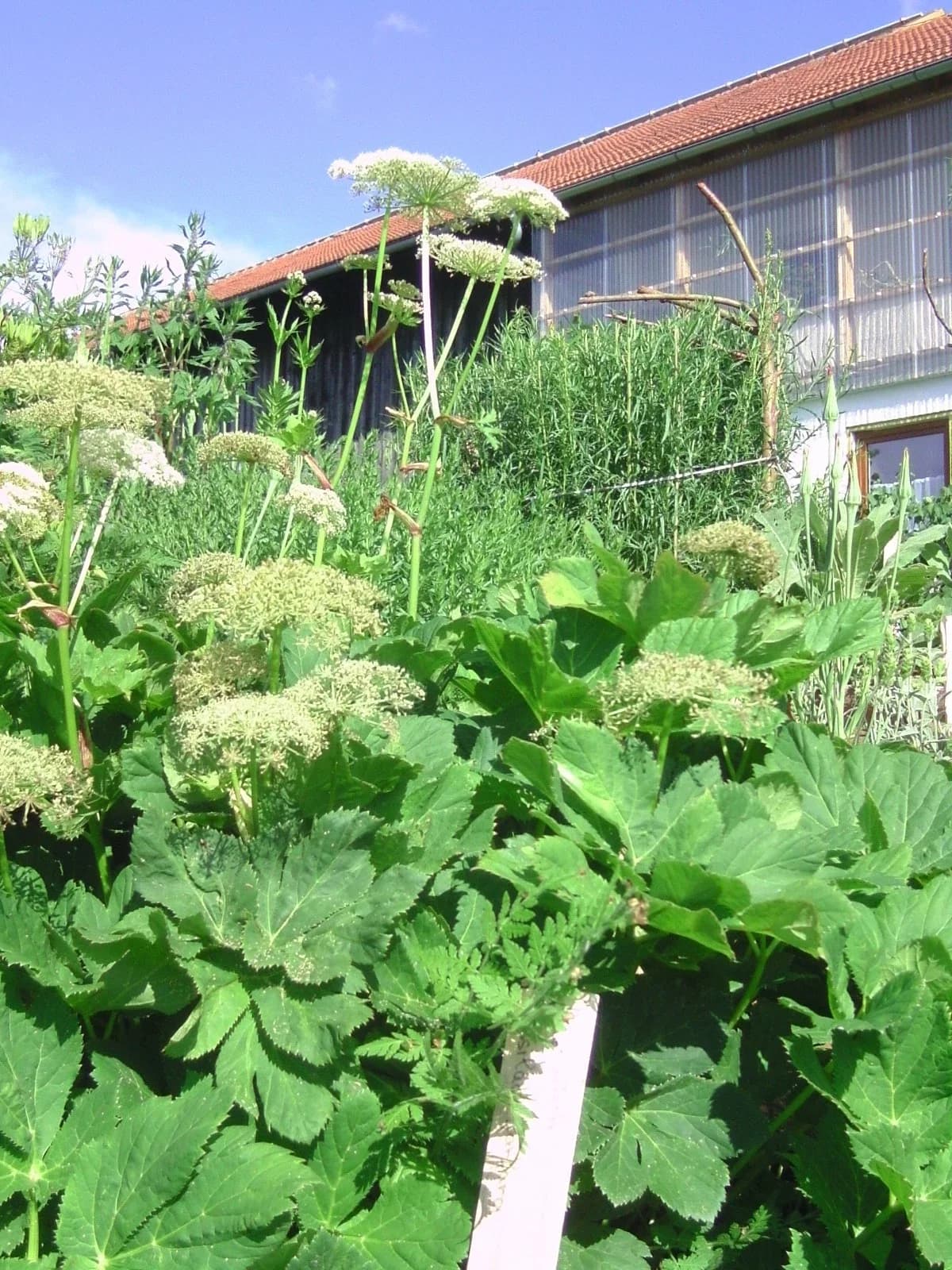 Meisterwurz Samen aus unserem Naturgarten auf Last Farm