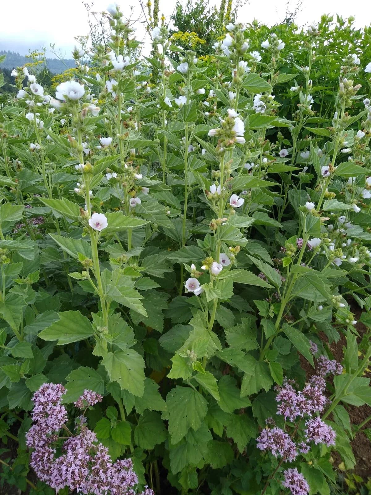 Echter Eibisch Samen aus unserem Naturgarten auf Last Farm