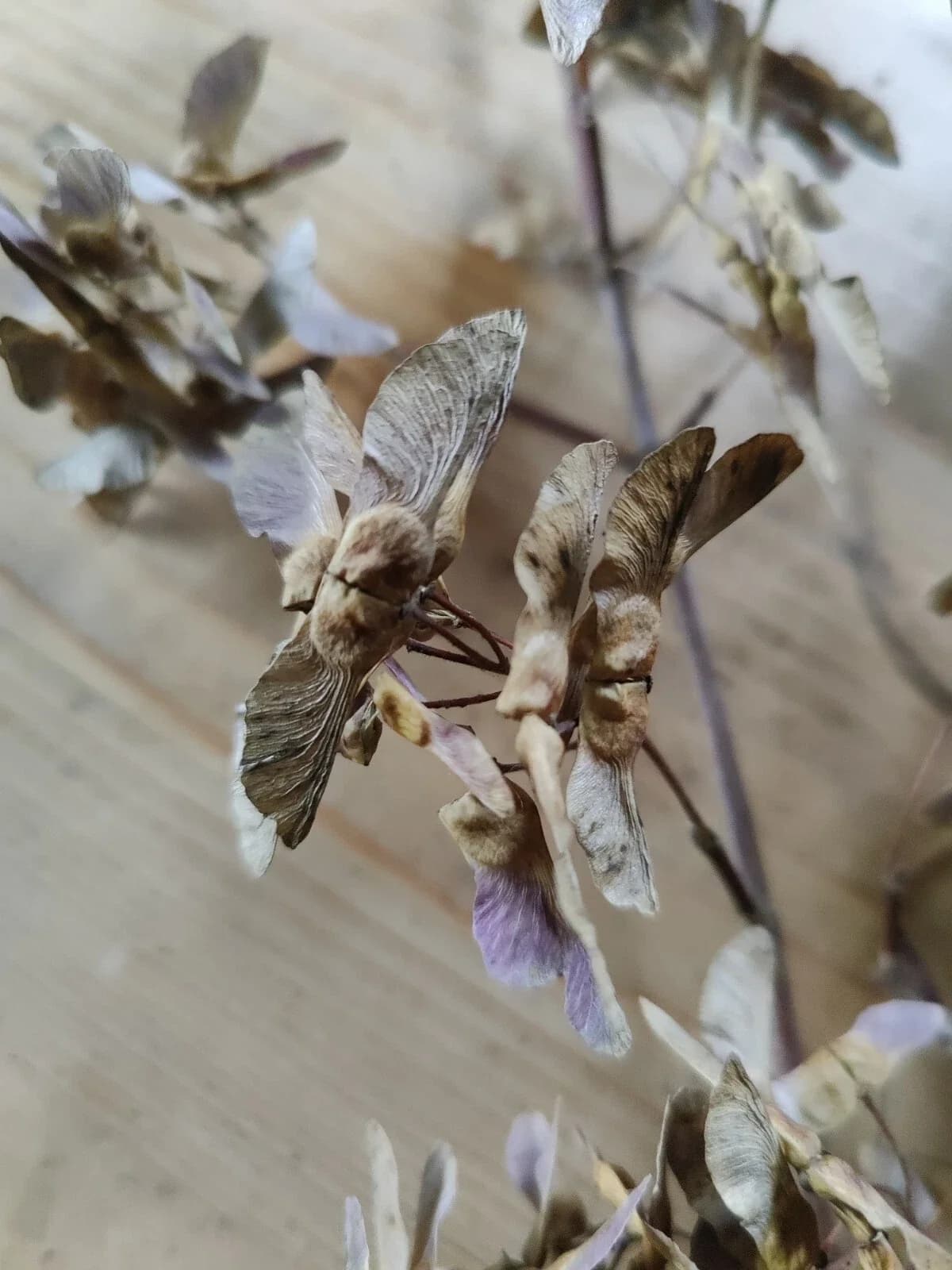 Feldahorn Samen aus unserem Naturgarten auf Last Farm