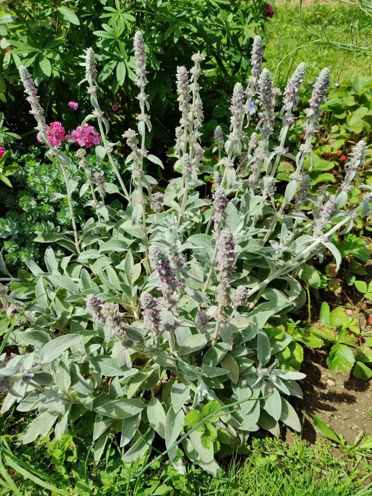 Wollziest Samen aus unserem Naturgarten auf Last Farm