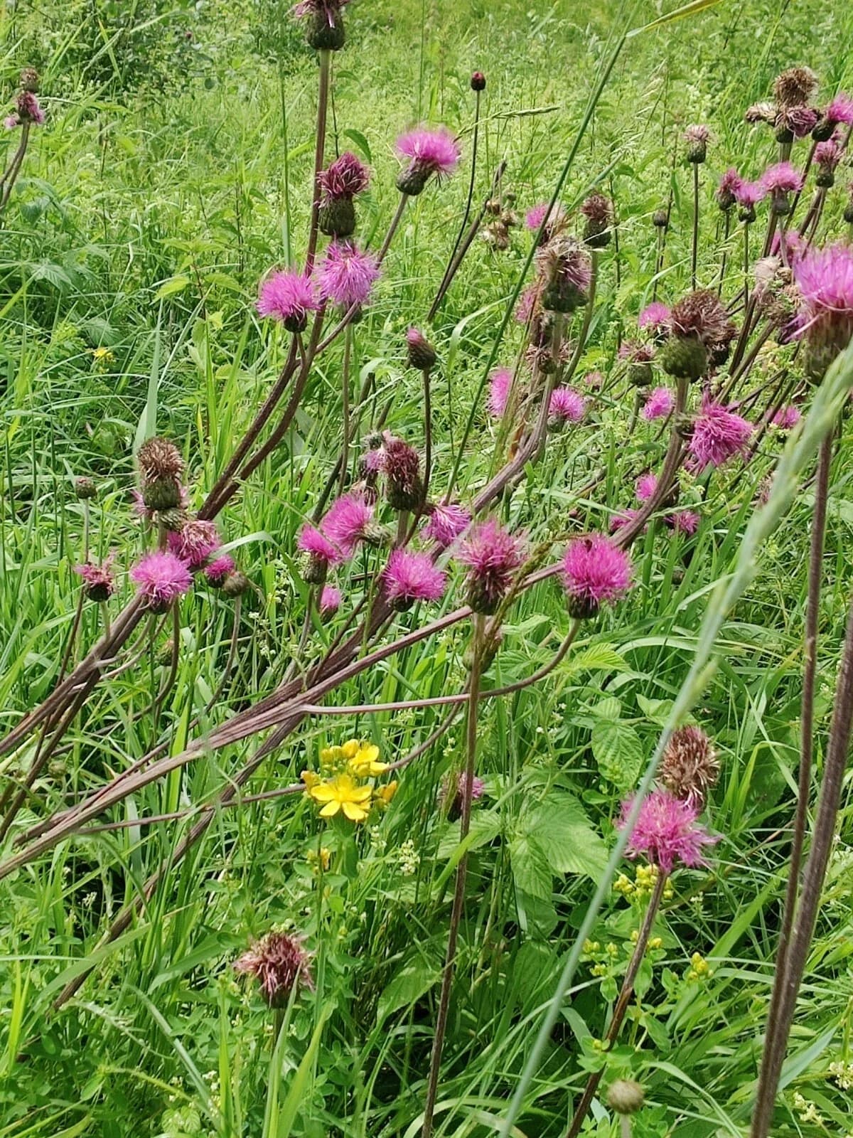 Purpur Kratzdistel Samen aus unserem Naturgarten auf Last Farm
