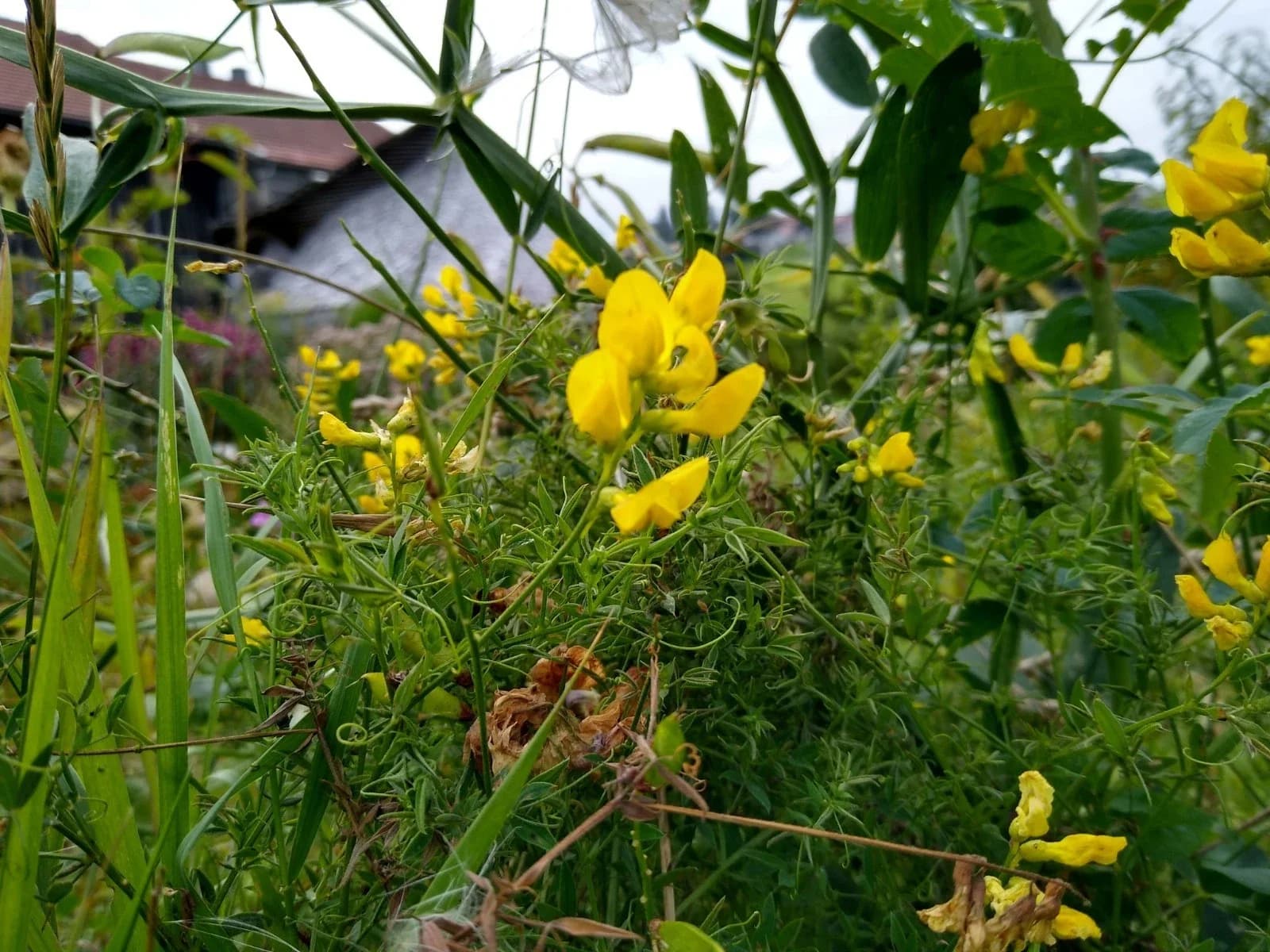 Hornschotenklee, Gewöhnlicher Hornklee Samen aus unserem Naturgarten auf Last Farm