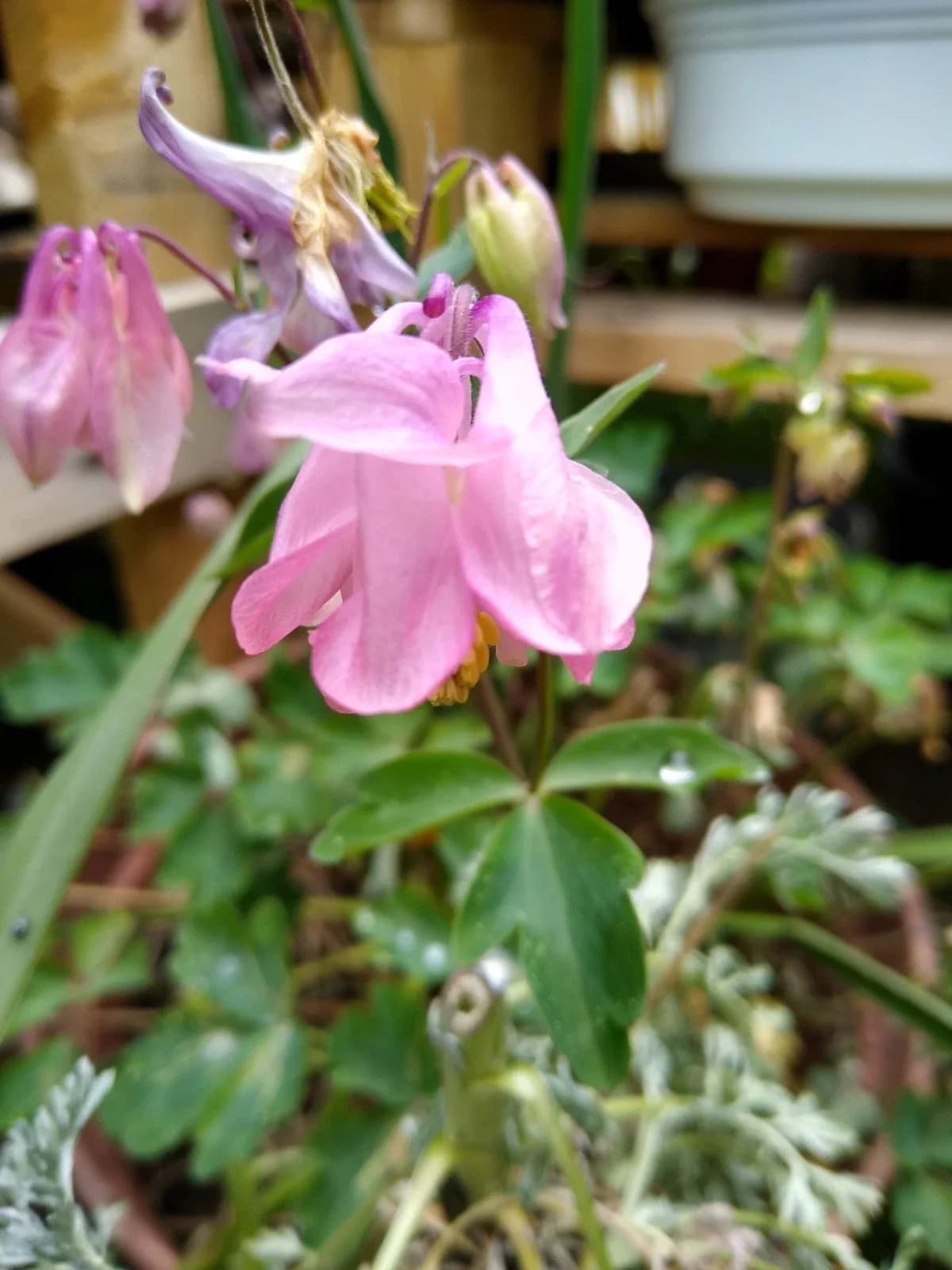 Akelei, rosa Samen aus unserem Naturgarten auf Last Farm